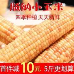 云南西双版纳香糯小花糯包谷玉米棒真空袋装即食非转基因低脂粗粮