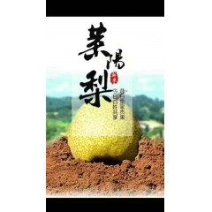 仲哥推荐 琴雪园慈梨膏